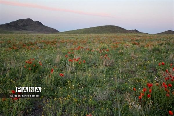 دشت شقایق شهرستان ملارد
