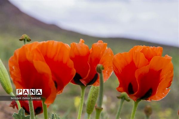 دشت شقایق شهرستان ملارد