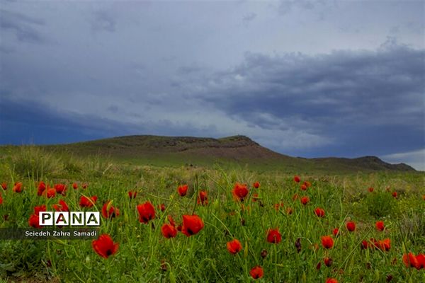 دشت شقایق شهرستان ملارد
