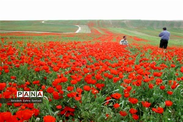 دشت شقایق شهرستان ملارد