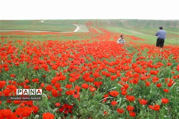 دشت شقایق شهرستان ملارد