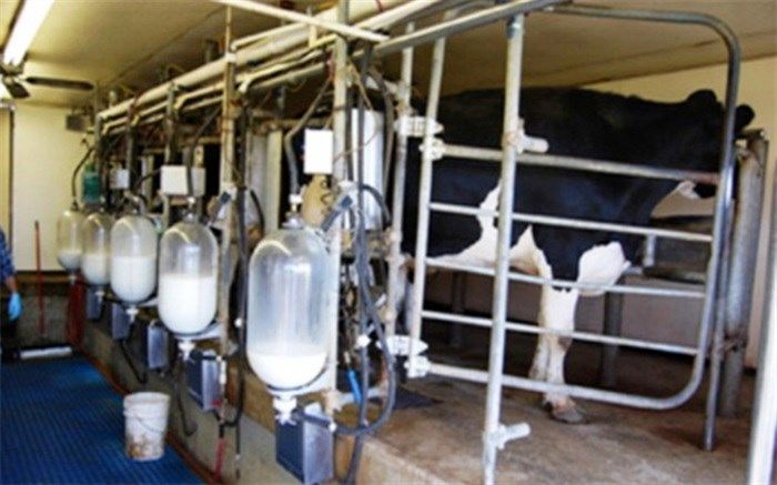 رئیس اداره جهاد کشاورزی شهرستان ری : شهرستان ری رتبه اول تولید شیر استان تهران را دارد