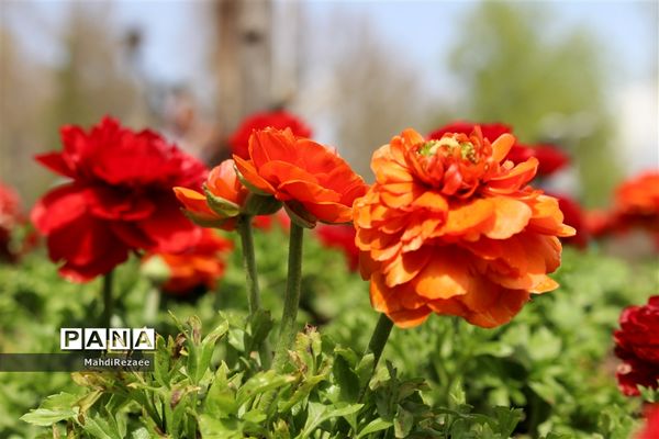 باغ لاله های کرج