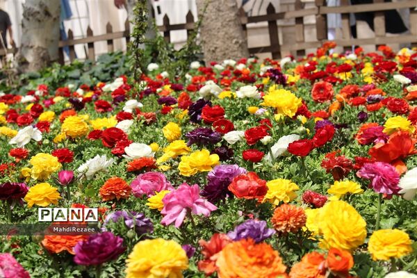 باغ لاله های کرج