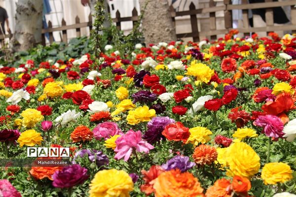 باغ لاله های کرج