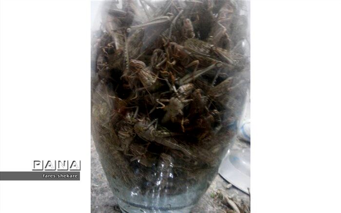 هجوم ملخ‌ها به مزارع در شهرستان خنج