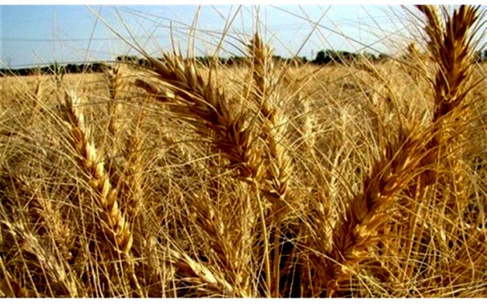 اختصاص 45 درصد اراضی زراعی آذربایجان غربی به کشت گندم