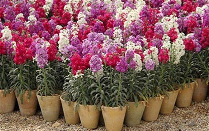 کاشت گل های بهاری شب بو در سطح شهر ارومیه تداوم دارد