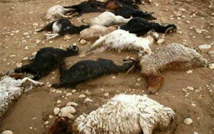 تلف شدن 24 هزار راس دام سبک و سنگین کشور بر اثر سیلاب