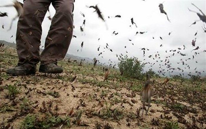 ورود سازمان مدیریت بحران به موضوع هجوم ملخ‌ها