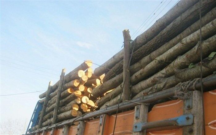 آذربایجان غربی قطب تولید صنوبر/قطع درختان صنوبر قانونی است