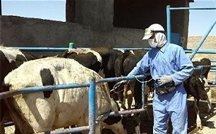 رئیس شبکه دامپزشکی شهرستان نهبندان :واکسیناسیون ۴۹ هزار راس دام در نهبندان