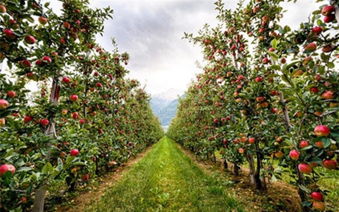 40 هکتار از اراضی منتهی به باغ سیب مهر شهر کرج احیاءشد