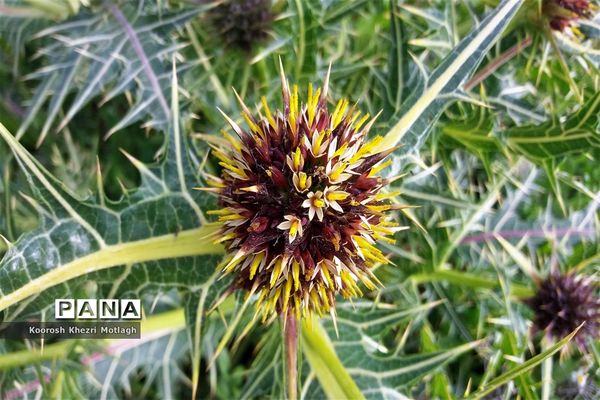 طبیعت زیبای دشت بَرم کازرون