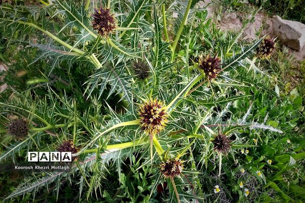 طبیعت زیبای دشت بَرم کازرون