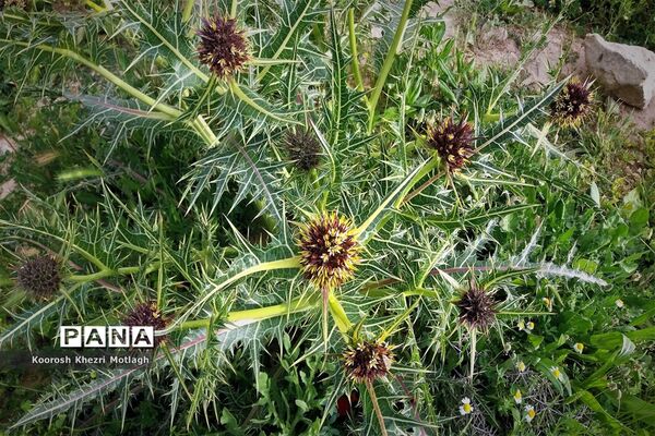 طبیعت زیبای دشت بَرم کازرون