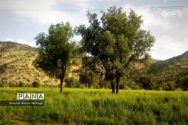 طبیعت زیبای دشت بَرم کازرون