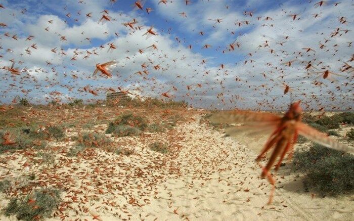 20هزارهکتار کانون‌های آلوده به ملخ دربوشهر شناسایی شد