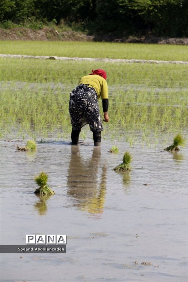 نخستین نشاکاری روستای لیمون شهرستان ساری