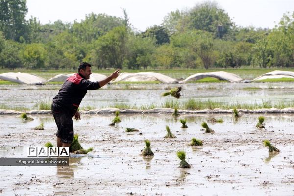 نخستین نشاکاری روستای لیمون شهرستان ساری