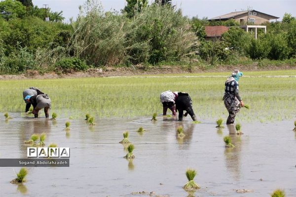 نخستین نشاکاری روستای لیمون شهرستان ساری