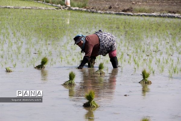 نخستین نشاکاری روستای لیمون شهرستان ساری