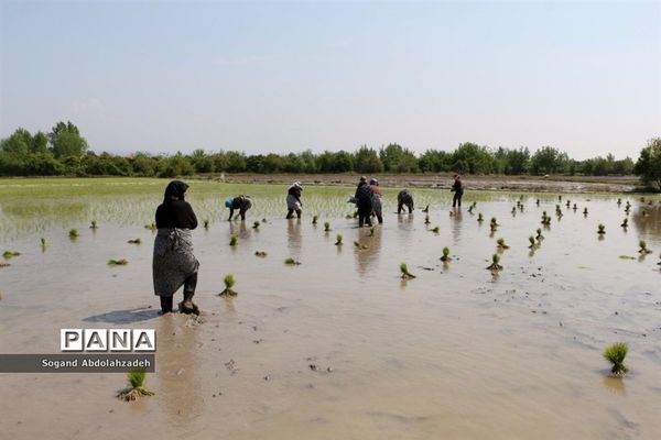 نخستین نشاکاری روستای لیمون شهرستان ساری