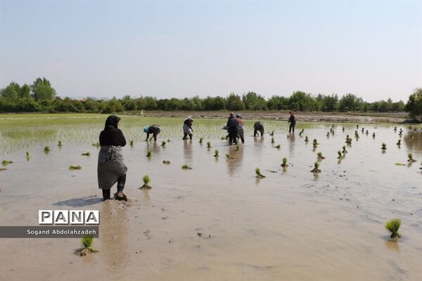 نخستین نشاکاری روستای لیمون شهرستان ساری
