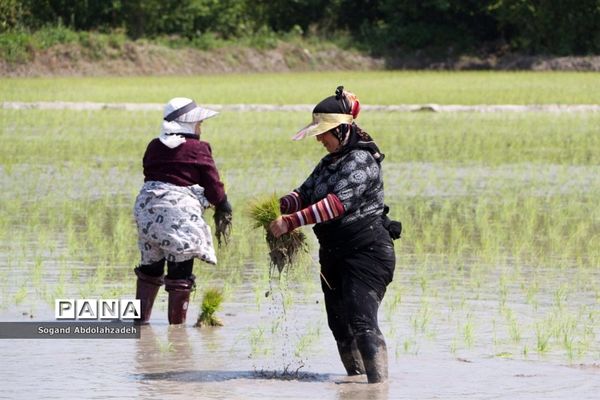 نخستین نشاکاری روستای لیمون شهرستان ساری