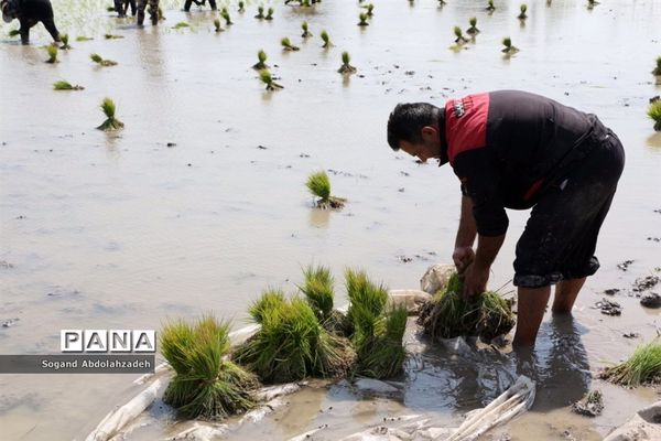 نخستین نشاکاری روستای لیمون شهرستان ساری