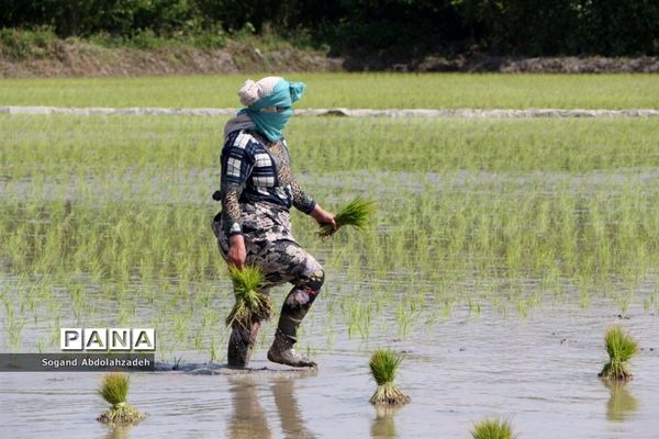 نخستین نشاکاری روستای لیمون شهرستان ساری