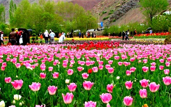 برگزاری جشنواره لاله ها در گچسر البرز