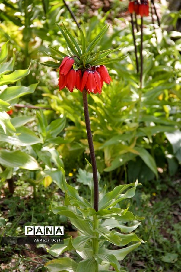 طبیعت زیبای تنگه سرخ سپیدان و یاسوج