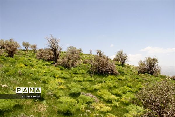 طبیعت زیبای تنگه سرخ سپیدان و یاسوج