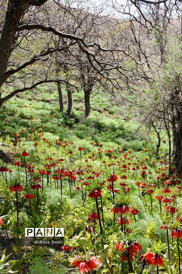 طبیعت زیبای تنگه سرخ سپیدان و یاسوج