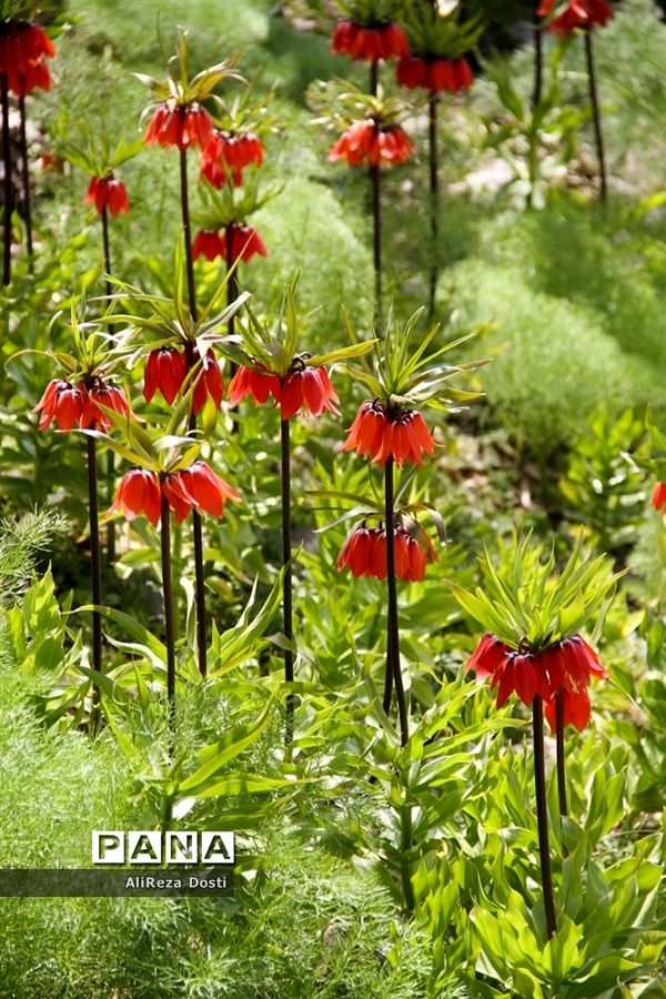 طبیعت زیبای تنگه سرخ سپیدان و یاسوج