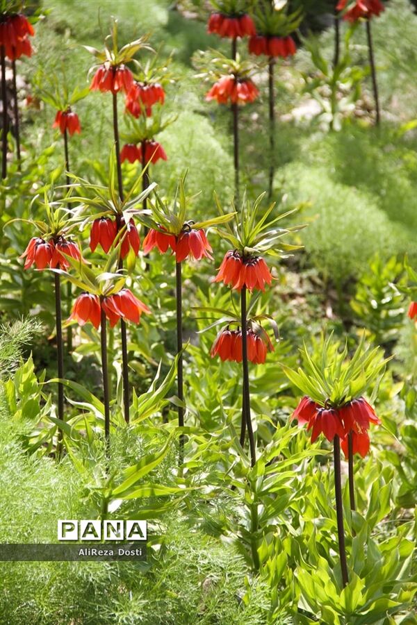 طبیعت زیبای تنگه سرخ سپیدان و یاسوج