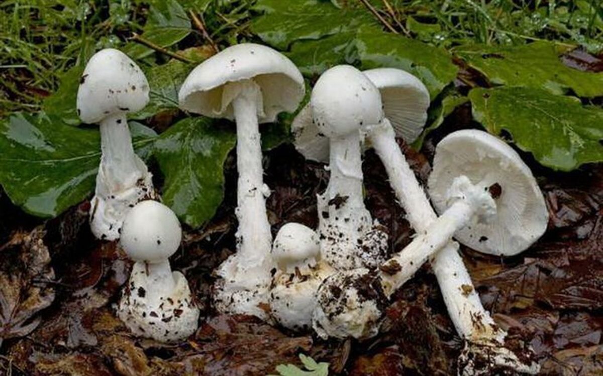 32 نفر بر اثر مصرف قارچ در آذربایجان غربی مسموم شدند