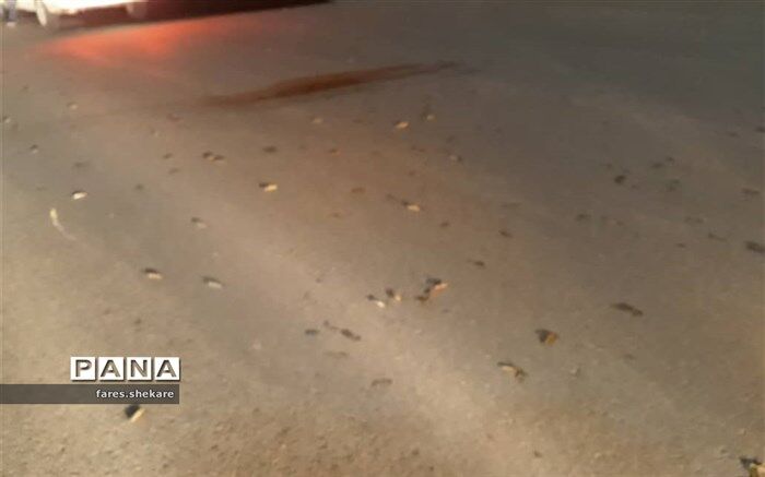 هجوم ملخ صحرایی به نوار شمالی کشور تکذیب شد