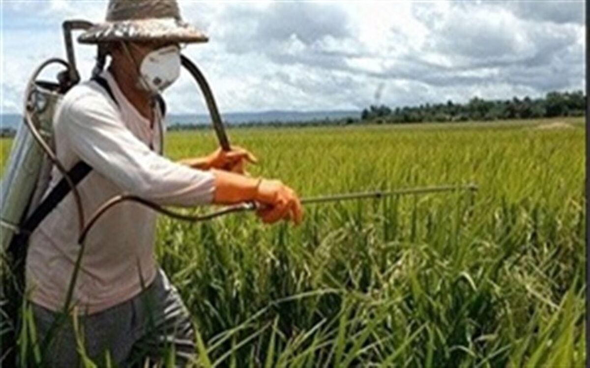 مبارزه با علف های هرز در مزارع غلات آذربایجان غربی از مرز ۱۶۶ هزارهکتار گذشت