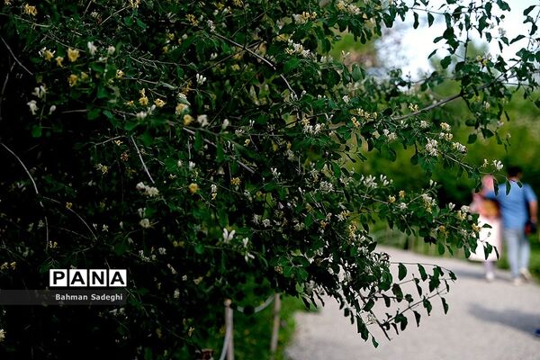 باغ گیاه شناسی ملی ایران