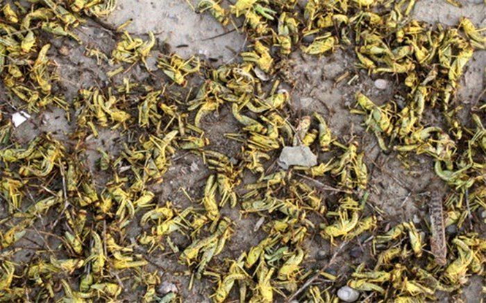 ملخ‌های تهران  مهاجم نیستند