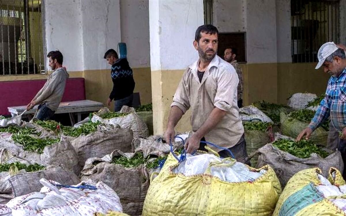 پرداخت بهای برگ سبز کشاورزان چای‌کار آغاز شد