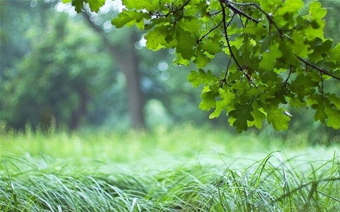 آفت زدایی فضای سبز منطقه چهار برای جلوگیری از خسارت های احتمالی