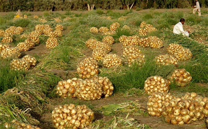 برداشت پیاز بهاره در ایرانشهر به بیش از 10 هزار تن رسید