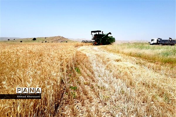 برداشت گندم و کلزا از مزارع شهرستان لالی