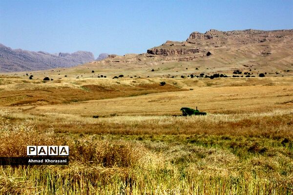 برداشت گندم و کلزا از مزارع شهرستان لالی