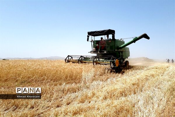 برداشت گندم و کلزا از مزارع شهرستان لالی