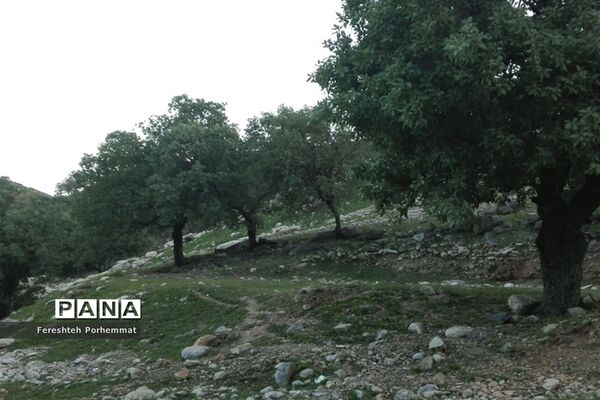 احیای دوباره چهل چشمه در فارس