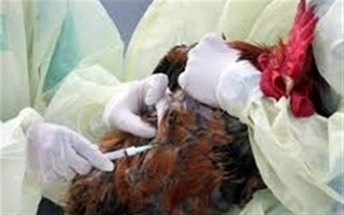 رئیس شبکه دامپزشکی شهرستان نهبندان:اجرای طرح پایش و مراقبت فعال بیماری‌های ویروسی طیور